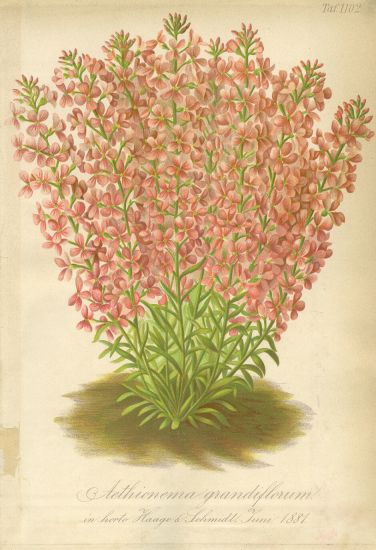 Kvetiny  litografie | antikvariat - detail grafiky