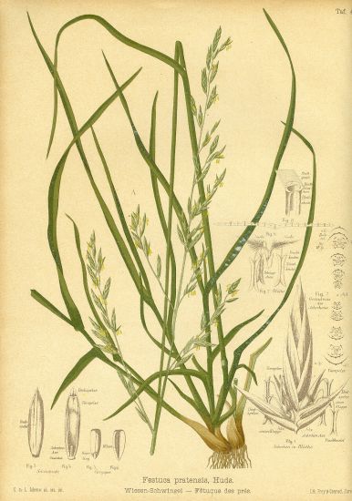 Travy  litografie | antikvariat - detail grafiky