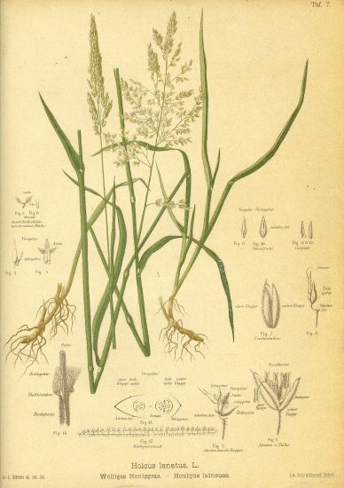 Travy  litografie | antikvariat - detail grafiky