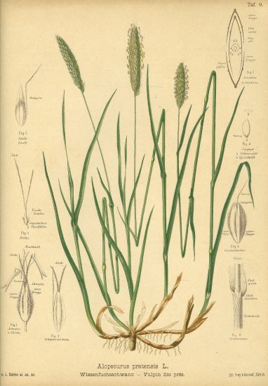 Travy  litografie | antikvariat - detail grafiky