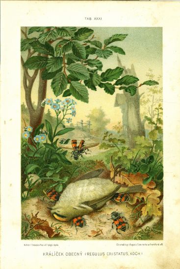 Kralicek obecny  puvodni litografie | antikvariat - detail grafiky