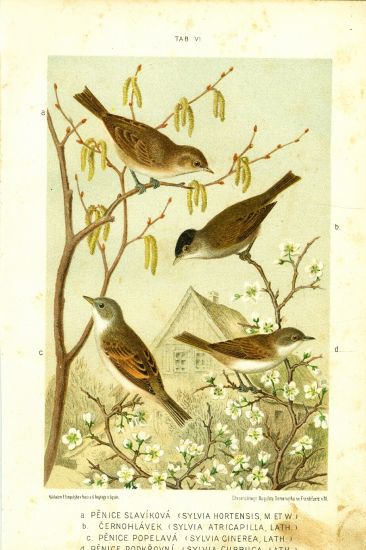 Penice slavikova Cernohlavek Penice popelava Penice podkrovni  originalni litografie | antikvariat - detail grafiky
