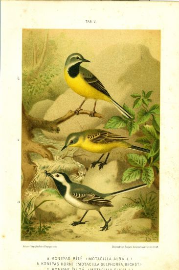 Konipas bily Kopnipass horni konipas zluty  originalni litografie | antikvariat - detail grafiky