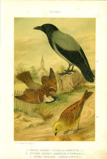 Vrabec domaci Strnad obecny Vrana popelava  puvodni litografie | antikvariat - detail grafiky