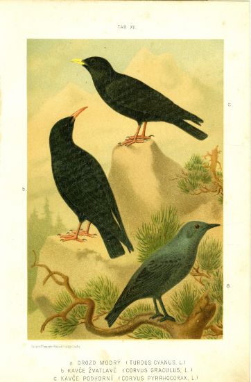 Drozd modry Kavce zvatlave Kavce podhorni  puvodni litografie | antikvariat - detail grafiky
