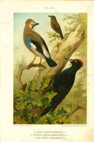 Sojka Oresnik Datel cerny  puvodni litografiue | antikvariat - detail grafiky