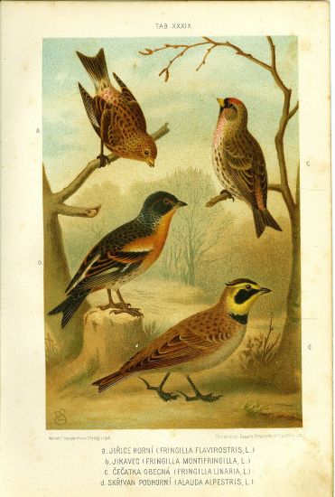 Jirice horni jikavec Cecatka obecna Skrivan  puvodni litografie | antikvariat - detail grafiky