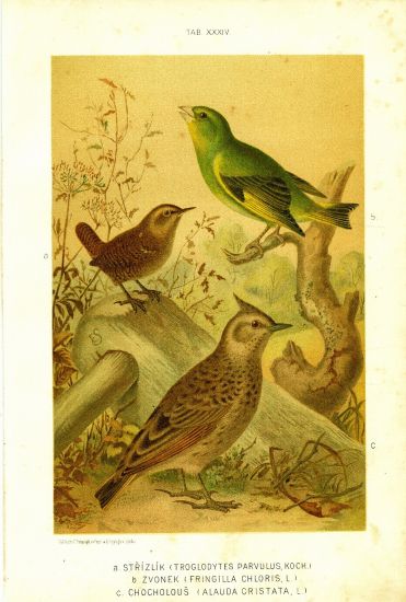 Strizlik Zvonek Chocholous | antikvariat - detail grafiky