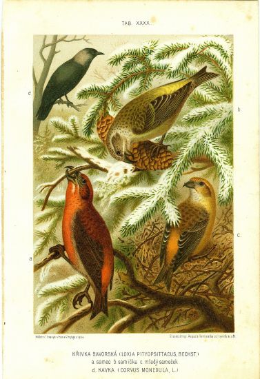 Krivka bavorska Kavka  puvodni litografie | antikvariat - detail grafiky