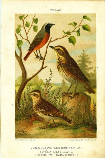 Rehek zahradni Cvrcala Skrivan lesni  puvodni litografie | antikvariat - detail grafiky