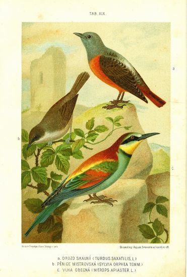 Drozd skalni Penice mistrovska Vlha obecna  puvodni litografie | antikvariat - detail grafiky