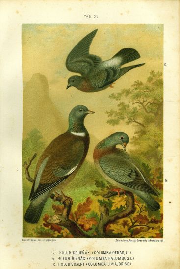 Holub doupnak Holub hrivnac Holub skalni  puvodni litografie | antikvariat - detail grafiky