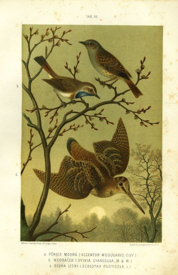 Penice modra Modracek Sluka  puvodni litografie | antikvariat - detail grafiky