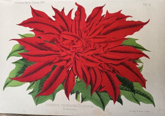 Vanocni hvezda  Prysec nadherny | antikvariat - detail grafiky