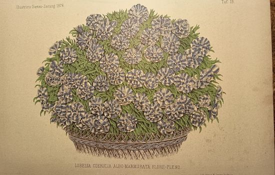 Lobelka | antikvariat - detail grafiky