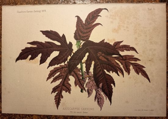 Artocarpus Cannonii | antikvariat - detail grafiky