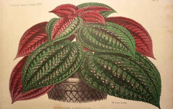 Bertolonia | antikvariat - detail grafiky