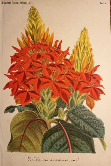 Aphelandra aurantiaca | antikvariat - detail grafiky