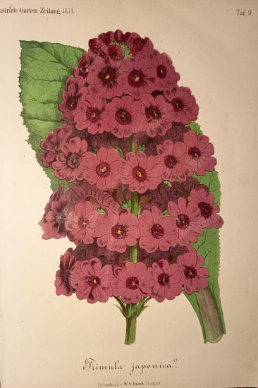 Primula japonica  Prvosenka japonska | antikvariat - detail grafiky