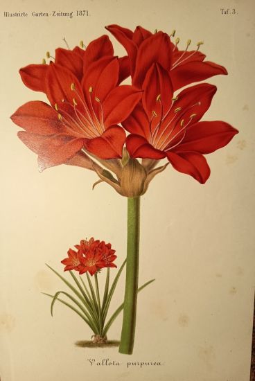 Vallota purpurea | antikvariat - detail grafiky