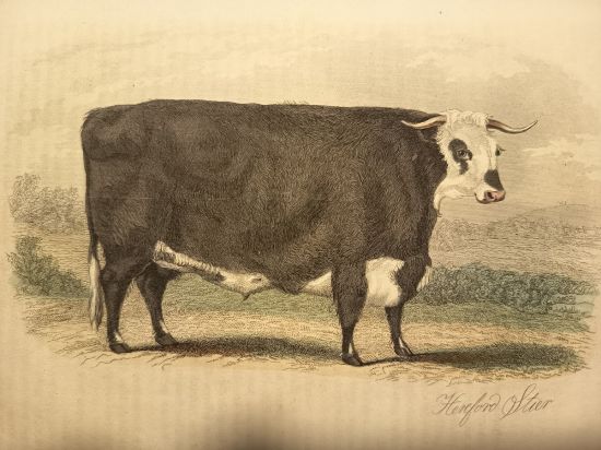 Krava  litografie | antikvariat - detail grafiky