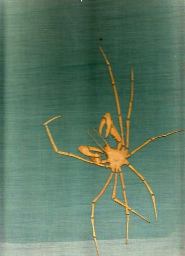 Zvirata a voda - Stanek VJ | antikvariat - detail knihy