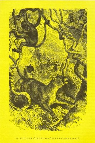 Zivot zvirat Savci - Brehm Alfred Tomecek Jaromir | antikvariat - detail knihy