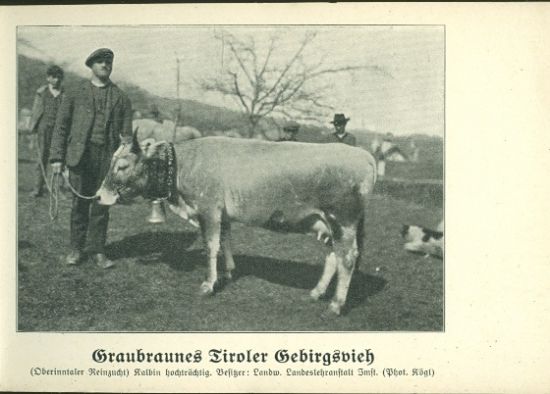 Tiroler Zuchtvieh herausgegeben vom Tiroler Landeskulturrate Innsbruck | antikvariat - detail knihy