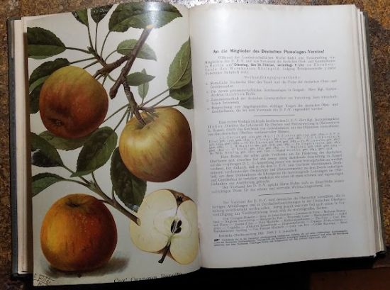 Deutsche Obstbauzeitung Jahrgang 1912 | antikvariat - detail knihy