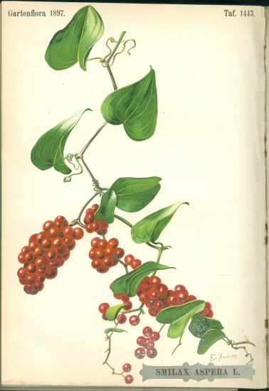 Gartenflora 1897  Zeitschrift fur Garten und Blumenkunde - Wittmack L Dr | antikvariat - detail knihy