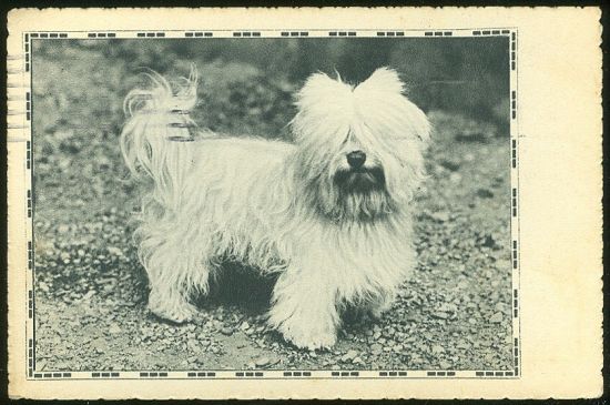 Sdruzeni pratel zvirat v Praza | antikvariat - detail pohlednice