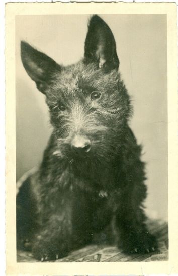 Skotsky terrier | antikvariat - detail pohlednice