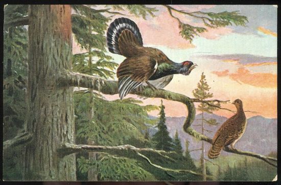 Tetrev | antikvariat - detail pohlednice