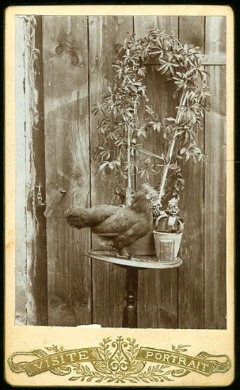 Fotografie zatisi  Souvenir | antikvariat - detail pohlednice